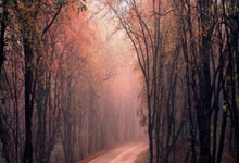 中国柔术选手技高一筹，夺得金牌